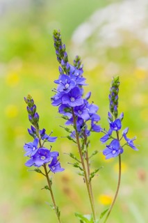 Flowers, plants, Broadleaf speedwell, bloom, blossoms, (Veronica austriaca)