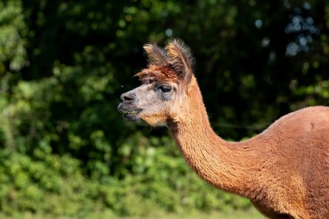 A brown alpaca looks to one side, green plants can be seen in the background. Alpaca (Vicugna