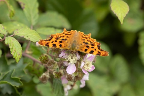Comma butterfly (Polygonia c-album) adult insect feeding on bramble flowers in summer, Suffolk,