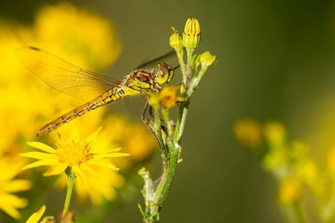 Marsh dragonfly (Sympetrum depressiusculum), Ahlhorn, Lower Saxony, Germany
