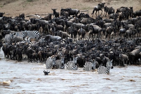The Great Migration: huge herds of wildebeest (Connochaetes taurinus) and plains zebras cross the