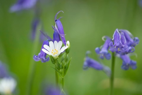 Greater stitchwort (Stellaria holostea) and English bluebell (Hyacinthoides non-scripta) flowers in
