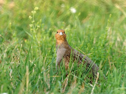 A partridge (Perdix perdix) looking alertly across a meadow, Solms, Hesse, Germany