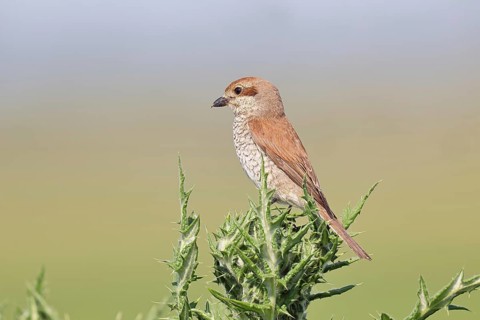Red-backed shrike (Lanius collurio), female perched on a thistle, looking for prey, wildlife,