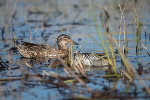 Anas Querquedula, Garganey, Granelli, Italy, crisp duck, Pantano Cuba lagoon, Pantani Cuba and