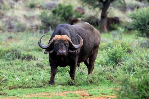 Cape buffalo (Syncerus caffer), adult, foraging, Mokala National Park, Northern Cape, South Africa