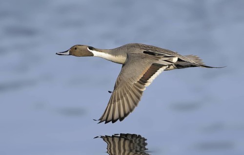 Northern Pintail (Anas acuta) male flying, British Columbia, Canada