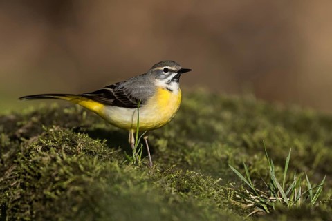 Grey Wagtail - Gebirgsstelze - Motacilla cinerea ssp. cinerea, Germany