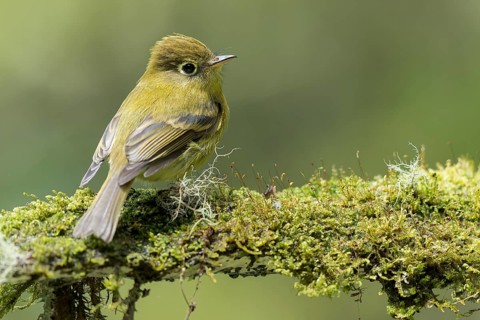 Yellowish Flycatcher (Empidonax flavescens) perched on a branch in Panama