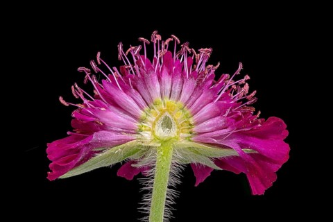 Macedonian widow flower (Knautia macedonica), Knautia, flower cut open, Germany