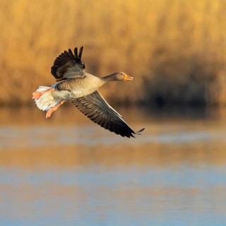 Greylag goose, Anser Anser, flight photo, side view, Der Spieß nature reserve, Rheind¸rkheim,