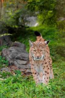 A Eurasian lynx (Lynx lynx) stands on a green meadow at the edge of a forest