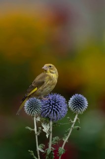 Greenfinch (Chloris chloris) juvenile bird on a garden Globe thistle (Echinops ritro) flower head