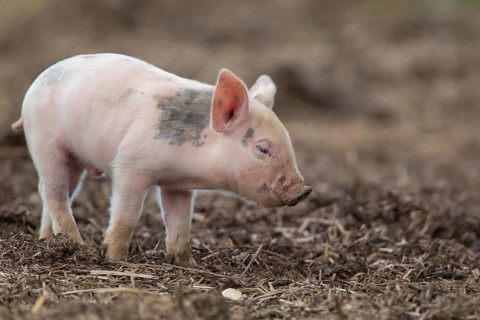 Domestic pig (Sus scrofa domesticus) juvenile baby piglet farm animal in a field, England, United