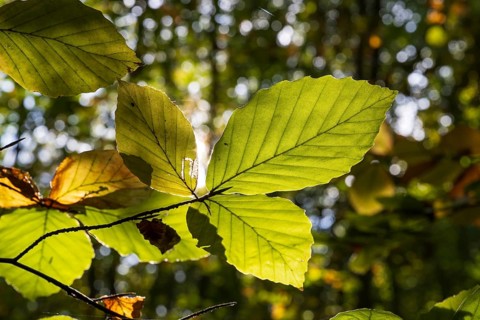 Branch with beech leaves against light, North Rhine-Westphalia, Germany