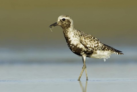 Grey Plover (Pluvialis squatarola), Texas, USA