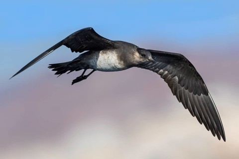Parasitic Jaeger (Stercorarius parasiticus) flying, Eilat, Israel