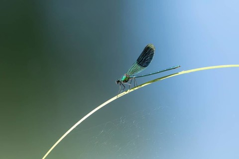 A dragonfly perched on a blade of grass, the background blurred in soft shades of blue and green,