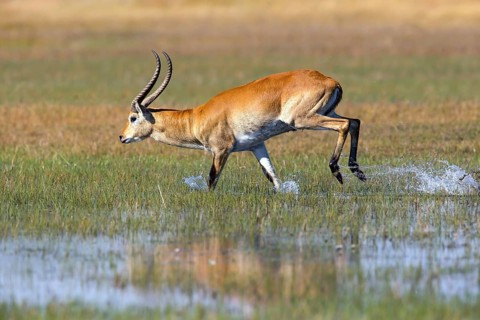 Red hartebeest, Africa, Botswana, (Kobus leche), Okovango Delta