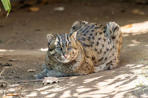 Fishing cat (Prionailurus viverrinus) at the shore of a lake on a sunny day, captive, Germany