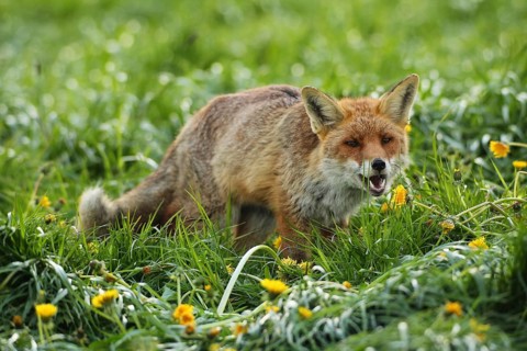 Red fox (Vulpes vulpes) in dandelion meadow (Taraxacum sect. Ruderalia) Allgäu, Bavaria, Germany,