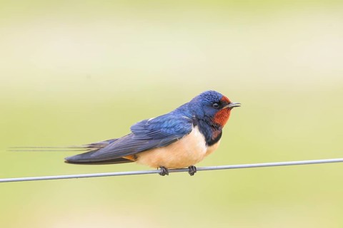 Barn Swallow (Hirundo rustica) sitting on a wire, wildlife, animals, birds, swallows, migratory