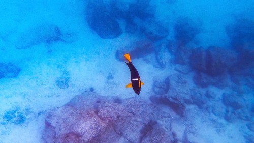 King angelfish (Holacanthus passer), Galapagos, Ecuador