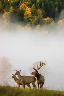 An Altai maral stag with a hind and a calf, Altai wapiti or Altai elk (Cervus canadensis sibiricus)
