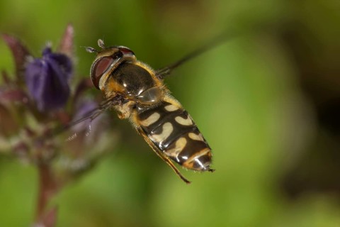 Close-up of a female early broad-fronted hoverfly (Scaeva selenitica) approaching a bellflower in