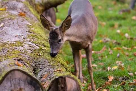 One female Roe Deer, (Capreolus capreolus), nibbles moss from dead fallen tree trunk