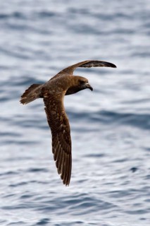 Providence Petrel (Pterodroma solandri) flying, New South Wales, Australia