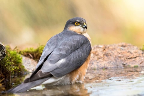 Eurasian Sparrowhawk (Accipiter nisus) male at a waterhole, Madrid, Spain