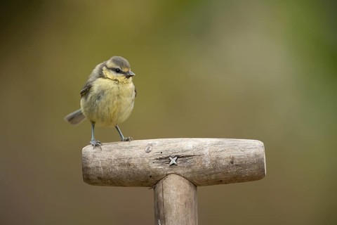 Blue tit (Cyanistes Caeruleus) juvenile baby bird on a garden fork handle, England, United Kingdom