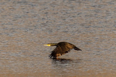 Cormorant flying just above the water surface, Cormorant, (Phalacrocorax carbo), wildlife, Germany