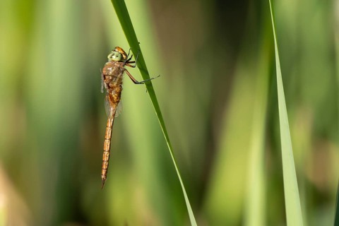 Norfolk hawker dragonfly (Aeshna isoceles) adult insect resting on a reed leaf in summer, Suffolk,