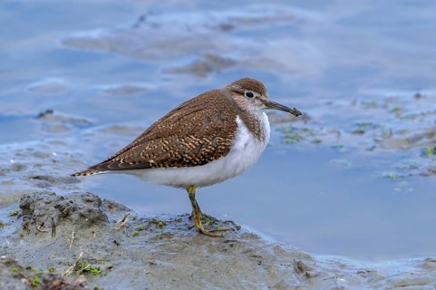Common sandpiper (Actitis hypoleucos, Tringa hypoleucos) resting in mud along muddy pond shore in