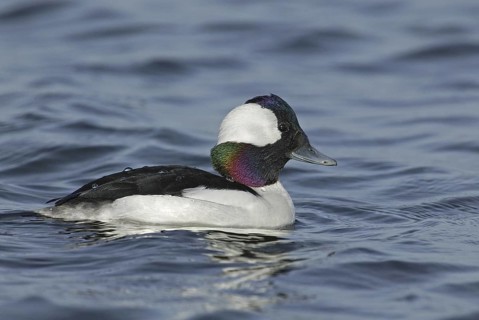 Bufflehead (Bucephala albeola) male, California, USA