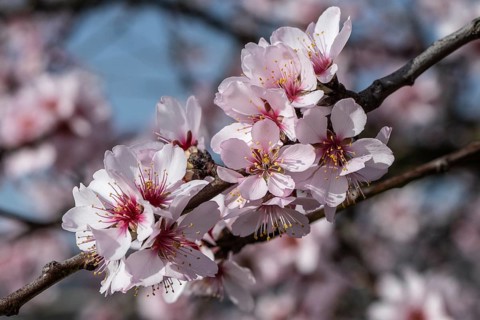 Almond blossom (Prunus dulcis), Rhineland-Palatinate, Germany