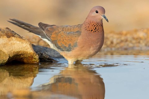 Palmtaube, Laughing Dove, Palm Dove, Streptopelia senegalensis, Tourterelle maillée, Tourterelle de
