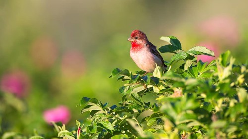 Common Rosefinch (Carpodacus erythrinus) male, Mecklenburg-Western Pomerania, Germany