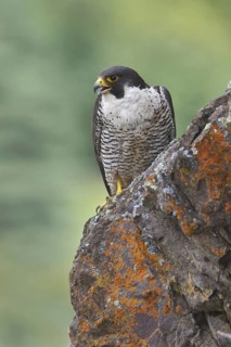 Peregrine Falcon (Falco peregrinus), British Columbia, Canada
