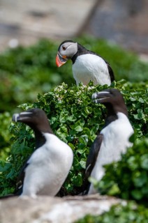 Alca Torda, Atlantic Puffin, Fratercula arctica, Norway, puffins, puffins, razorbill, tordalk,