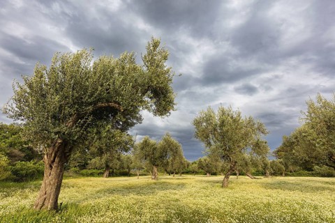 Landscape, Greece, thunderstorm, thunderstorm atmosphere, olive tree, olive grove. Olive, flower