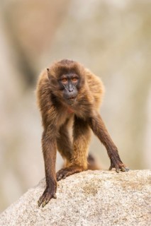 Gelada (Theropithecus gelada) standing on a rock, captive, Germany