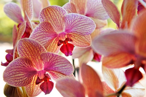 Orchid flowers (Phalaenopsis)