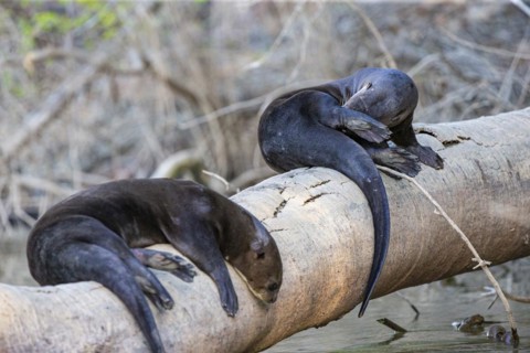 Giant otter (Pteronura brasiliensis) Pantanal Brazil