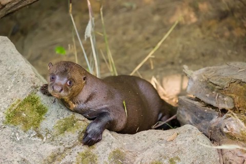 A giant otter or giant river otter (Pteronura brasiliensis) rests on a rock