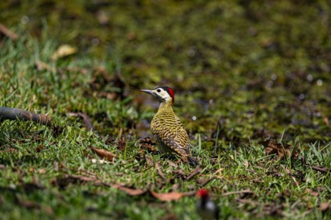 Green-banded Woodpecker (Colaptes melanochlorus) Pantanal Brazil