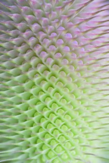 Wild teasel (Dipsacus fullonum), inflorescence in front of flowering, close-up, North