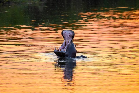Hippopotamus (Hippopatamus amphibius) yawning, mouth wide open, mother and young, in the water at